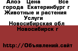 Алоэ › Цена ­ 150 - Все города, Екатеринбург г. Животные и растения » Услуги   . Новосибирская обл.,Новосибирск г.